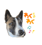 犬なのにひよこスタンプ（個別スタンプ：14）