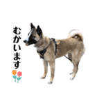 犬なのにひよこスタンプ（個別スタンプ：15）
