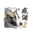犬なのにひよこスタンプ（個別スタンプ：16）