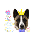 犬なのにひよこスタンプ（個別スタンプ：17）