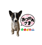 犬なのにひよこスタンプ（個別スタンプ：18）