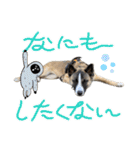 犬なのにひよこスタンプ（個別スタンプ：19）