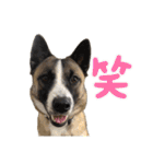 犬なのにひよこスタンプ（個別スタンプ：21）