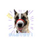 犬なのにひよこスタンプ（個別スタンプ：22）