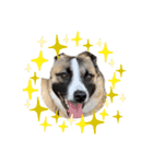 犬なのにひよこスタンプ（個別スタンプ：24）