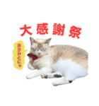 COCO TAKEMOTO -season 2-（個別スタンプ：6）