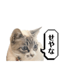 COCO TAKEMOTO -season 2-（個別スタンプ：10）