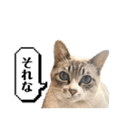 COCO TAKEMOTO -season 2-（個別スタンプ：11）