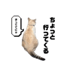 COCO TAKEMOTO -season 2-（個別スタンプ：22）