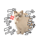 COCO TAKEMOTO -season 2-（個別スタンプ：31）