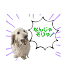 ミニチュアダックス のじゅんくんです‼️（個別スタンプ：1）