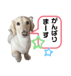 ミニチュアダックス のじゅんくんです‼️（個別スタンプ：5）