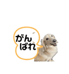 ミニチュアダックス のじゅんくんです‼️（個別スタンプ：10）