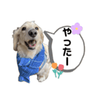 ミニチュアダックス のじゅんくんです‼️（個別スタンプ：13）