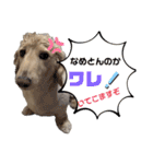 ミニチュアダックス のじゅんくんです‼️（個別スタンプ：14）