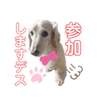 ミニチュアダックス のじゅんくんです‼️（個別スタンプ：17）
