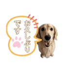 ミニチュアダックス のじゅんくんです‼️（個別スタンプ：21）