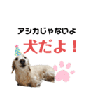 ミニチュアダックス のじゅんくんです‼️（個別スタンプ：23）