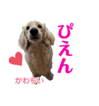 ミニチュアダックス のじゅんくんです‼️（個別スタンプ：24）