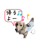 ミニチュアダックス のじゅんくんです‼️（個別スタンプ：26）