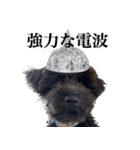 TIN FOIL DOG（個別スタンプ：2）