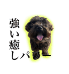 TIN FOIL DOG（個別スタンプ：3）