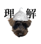 TIN FOIL DOG（個別スタンプ：4）