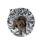 TIN FOIL DOG（個別スタンプ：5）