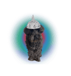 TIN FOIL DOG（個別スタンプ：6）