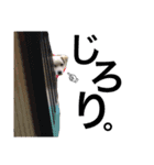 わさびっ（個別スタンプ：1）