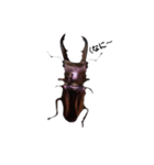 メタリフェルホソアカクワガタの日常（個別スタンプ：1）