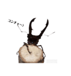 メタリフェルホソアカクワガタの日常（個別スタンプ：3）