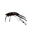 メタリフェルホソアカクワガタの日常（個別スタンプ：7）