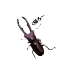 メタリフェルホソアカクワガタの日常（個別スタンプ：8）