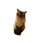 マイキャッツ！！（個別スタンプ：1）