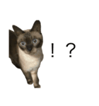 マイキャッツ！！（個別スタンプ：3）