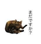 マイキャッツ！！（個別スタンプ：4）