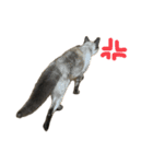 マイキャッツ！！（個別スタンプ：6）