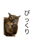 マイキャッツ！！（個別スタンプ：10）