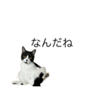 マイキャッツ！！（個別スタンプ：11）