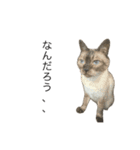 マイキャッツ！！（個別スタンプ：12）