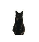 マイキャッツ！！（個別スタンプ：14）