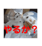 ロコ＆モコ×ブウのかわちぃLINEスタンプ！（個別スタンプ：3）