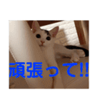 ロコ＆モコ×ブウのかわちぃLINEスタンプ！（個別スタンプ：35）