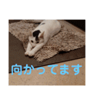 ロコ＆モコ×ブウのかわちぃLINEスタンプ！（個別スタンプ：36）