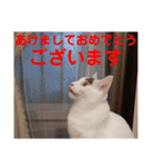 ロコ＆モコ×ブウのかわちぃLINEスタンプ！（個別スタンプ：39）