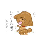 プードルすたんぷ（個別スタンプ：15）