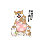 柴犬の日常スタンプ Shibainu life stamp（個別スタンプ：1）