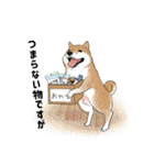 柴犬の日常スタンプ Shibainu life stamp（個別スタンプ：3）