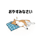 柴犬の日常スタンプ Shibainu life stamp（個別スタンプ：7）